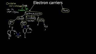 Electron Transporters NADH and FADH2