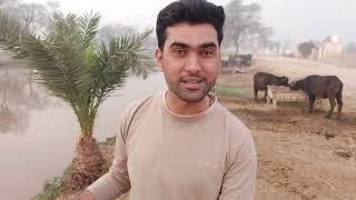 Happy Joint Family mari Ayadat Ko Aaye | Village life | Shoaib Maharzada