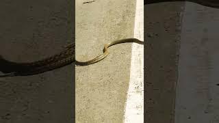 ichchadhari nagin Khatarnak manjar sart video sarp #sart #snake