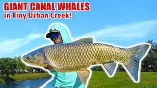 GIANT FISH in TINY URBAN CANAL!  South Florida Exotics & Carp Fishing