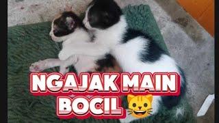 Ngajak main Bocil  sampai ke kebun #anakkucinglucuimutgemesin