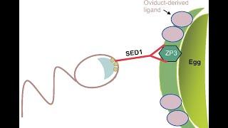 EMBRYOLOGY: (2020): Fertilization through the Morula. The Beginning of Life Is Achieved!