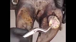 Cow Hoof Infection Removal Compilation ! #hoofcare #animals #animallover #hooftrimming #hoofcleaning