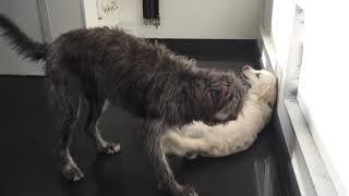 TPSB Daycare Murphy & Angus- Playtime