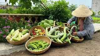 Harvesting Cucumber, snake gourd, chilli, pumpkin buds, bitter melon #farming #gardening