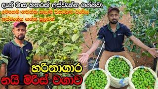 නයි මිරිස් වගාවක් කරනවානම් මෙහෙම කරන්න | Scotch bonnet Farming | #cultivatinginsrilanka