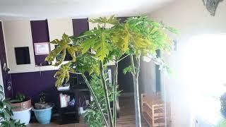 OVERWINTER PAPAYA trees indoors. What to expect #papaya  #overwintering #papayatree #432