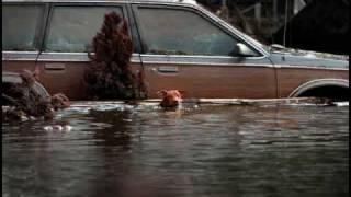 The Animal Rescue Front and the aftermath of Katrina.