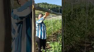  Conheça o sistema de tutoramento vertical do tomate!  #agro #agricultura #tomate