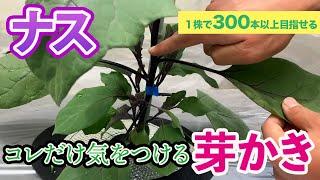 【ナス】最初の「芽かき」が今後を決めます。これだけには気をつけて芽かきしてください！