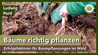 Baumpflanzung für Dauerwald - Kriterien für Qualität und Erfolg | IG Gesunder Boden |  Waldtag 2024