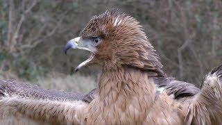 Hunting with The Bonelli's Eagle - First Season with The Colonel