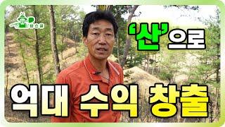 은퇴 후 산으로 억대 수익 만드는 방법 ㅣ 임업 고소득 작물 ㅣ 산약초 산지 재배 방법