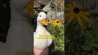 Handsome Mr. Whip  #Shorts #Ducks #PetDuck