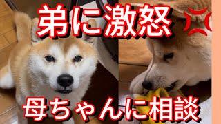 弟をどうにかして母ちゃんに相談する柴犬