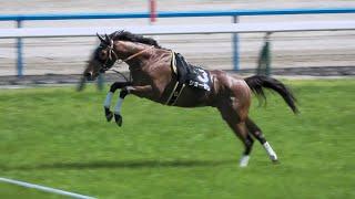 【放馬】フライングでゲートをこじ開け 4周走り華麗なジャンプを見せるなど自分の適性を観客へアピールする③ショーモン 現地映像