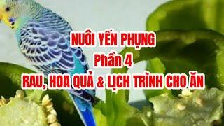 NUÔI YẾN PHỤNG - Phần 4: Rau, hoa quả và lịch trình cho ăn