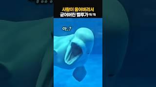 사람에게 장난쳤다가 굳어버린 벨루가ㅋㅋ