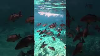 Red Snappers Going Wild for a GT Fly! 