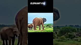 Elephant vs hippo #trending #animals #wildlife #shorts #elephant #hippo #short