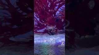 #reef2reef #aquarium #reefkeeper #coralaquarium #reefpack #nanoaquarium #aquascape #reefkeeping