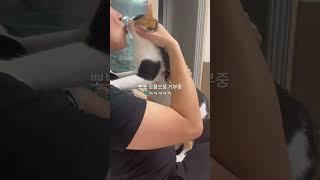 #고양이 #뽀뽀 #냥펀치 #대답냥 #냥아치 #고양이일상 #벼리 #cat 