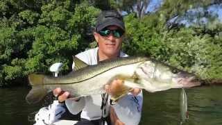 November Tampa Bay Inshore Snook Fishing Report