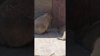 Capybara Beauty Chilling in the Shade! 