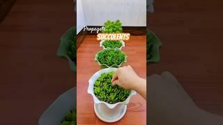 Beginner's Succulent Care: How to Propagate Succulent Plants
