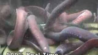 Eddie and the Hagfish