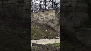 Not a very smart move... #mtb #bike #shorts #crash #fun #fyp #downhill #trending #sendit #phonk