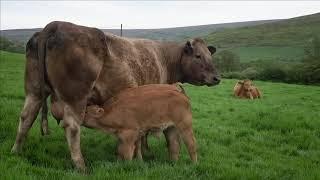 Limousin cow with twins