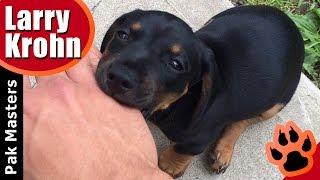 How to stop puppy biting, especially Rottweiler puppies