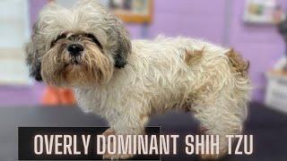 She DROVE OVER 2 HOURS for me to groom her EXTREMELY DOMINANT SHIH TZU!!