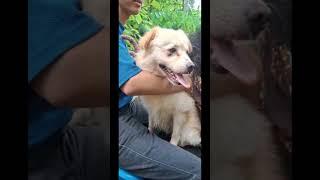 #viral video#with dog#