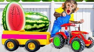 DoDo Monkey Watermelon Giant Garden Adventure!