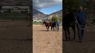 Tally Ho Shires training - Kancillia's April 10/10/2021