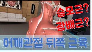 어깨관절 뒤쪽 근육_등세모근(승모근), 넓은등근(광배근) 등 5개 근육