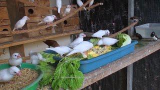 Java Finch Aviary | Sunday Morning, May 8th, 2022 | More Chicks From Java Sparrows