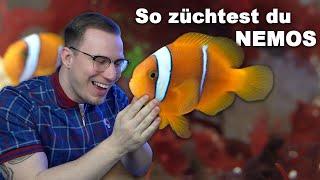 How to breed NEMOS in 2022 - Aquarium Tutorial (English subtitles)