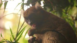 Lemurs of Ranomafana National Park, Madagascar