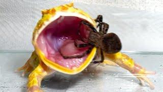 A pacman frog struggling with a giant spider【WARNING LIVE FEEDING!!】