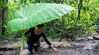 Build a dome house with a bed from a large tree trunk