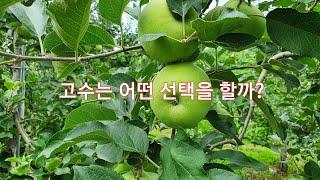 고수의 선택~8월 사과농사
