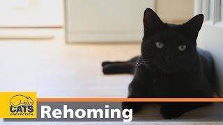 How to adopt a cat in three easy steps – Cats Protection video