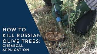 How to Kill Russian Olive Trees: Chemical Application