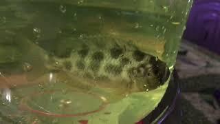 Bought New Spotted Fish