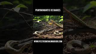 Praying Mantis Vs Snakes #prayingmantisofinstagram #prayingmantis #mantis #snakes #snake #snakefight