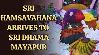 TOVP Presents:  Sri Hamsavahana Arrives to Sri Dham Mayapur Overview