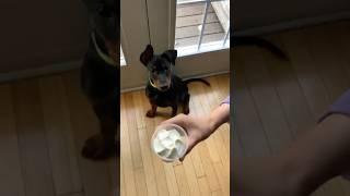 Puppy’s First Pup Cup Experience!  | Molly the German Pinscher’s Sweet Treat Reaction